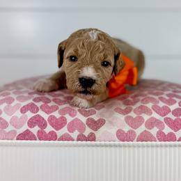 Almond Cluster - Orange Collar - Apricot male Goldendoodle puppy in The Woodlands, Texas from Golden Fields Doodles
