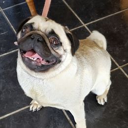 Pugs from Winnie’s Pugs