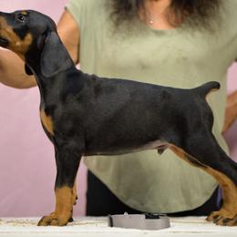 Grey collar - Black and rust male Doberman Pinscher puppy in Santa Clarita, California from Riviera Dobermans