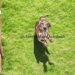 Sadie - Dachshund