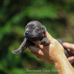 Rook - Gray male Cane Corso puppy in Cable, Ohio from Americana Cane Corso