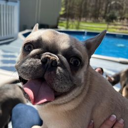 French Bulldogs from Porterhouse Frenchies