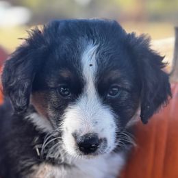 Cider - Black tri male Miniature Australian Shepherd puppy in Granbury, Texas from Jubilee Acres