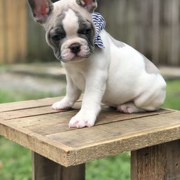 French Bulldog Puppies from Uniquefrenchiies