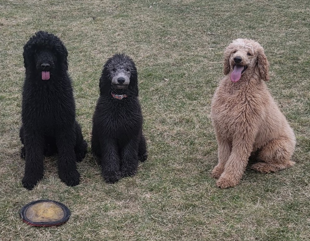 Poodle All Grown Up from Pop's  Poodle Pups