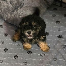 Silk - Phantom female Poodle puppy in Covington, Virginia from A  Gift from above kennel,  LLC