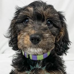 Dachshund, Great Dane, and Yorkshire Terrier Puppies from WZ Kennels