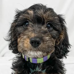 Dachshund, Great Dane, and Yorkshire Terrier Puppies from WZ Kennels