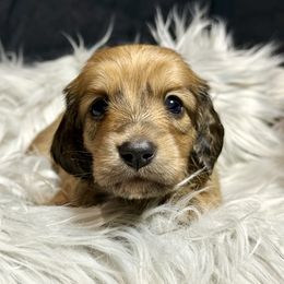 Girl 2 - Red female Dachshund puppy in Bartlesville, Oklahoma from OkieDokieDox