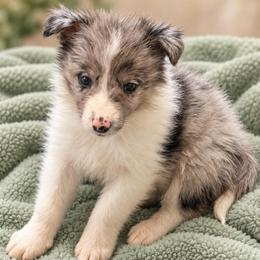 Cowboy - White and blue merle male Border Collie puppy in Shell Knob, Missouri from Stoneridge Kennel