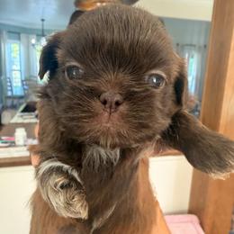 Girl 4 - Liver and white female Shih Tzu puppy in Humboldt, Tennessee from Kristy's Shih Tzus
