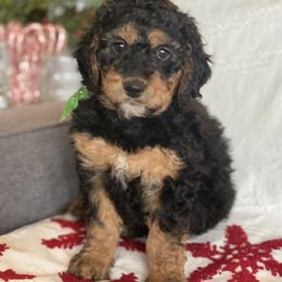 Bernedoodle Puppies from Better Day Bernedoodles