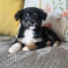 Snickers - Black tri male Miniature Australian Shepherd puppy in Killen, Alabama from Wilkers Wholehearted Mini Aussies