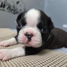 Rune - Seal brindle and white male Boston Terrier puppy in Youngstown, Pennsylvania from Kingston Boston Terriers