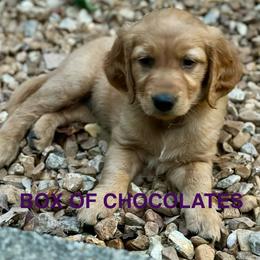 Box of Chocolates - Dark golden female Golden Retriever puppy in Jonesboro, Arkansas from N. E. Arkansas Goldens and Doodles/ Southern Brewed Goldens