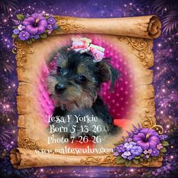 Tessa - Black and tan female Yorkshire Terrier puppy in Silverhill, Alabama from Malteseuluv’s Tiny Treasurers