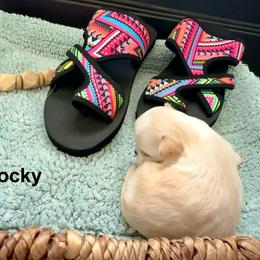 Rocky - Cream and white male Chihuahua puppy in Choctaw, Oklahoma from Savvy Chihuahuas of Oklahoma