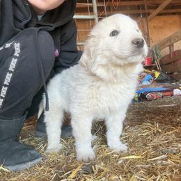 StuLou - White male Colorado Mountain Dog puppy in Colorado Springs, Colorado from Sharp Guardians and Goldens