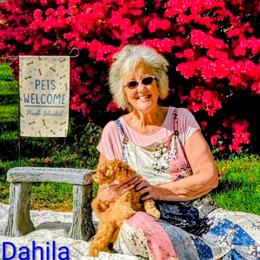 Dahila - Cream male Goldendoodle puppy in Weaverville, North Carolina from Beloved Goldendoodles, LLC.
