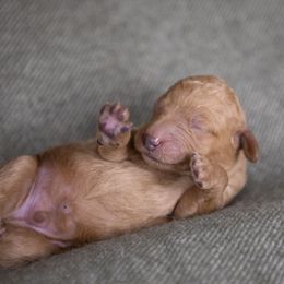 Bernedoodle and Goldendoodle Puppies from Gold Diamond Pup