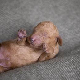 Bernedoodle and Goldendoodle Puppies from Gold Diamond Pup
