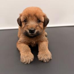 Brie Bella - Wheaten female Soft Coated Wheaten Terrier puppy in Grand Prairie, Texas from Wonderful Wheatens