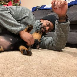 Rottweiler Puppies from Rose Red Rottweilers