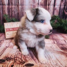 Ajax - Blue merle male Miniature Australian Shepherd puppy in Macomb, Missouri from Faunus Farms and Aussies