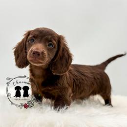 Lucy - Chocolate female Dachshund puppy in Litchfield, Illinois from Charmm Dachshunds