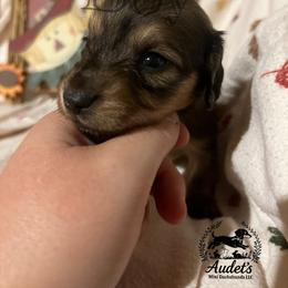 3 - Cream male Dachshund puppy in East Dover, Vermont from Audet’s Mini Dachshunds
