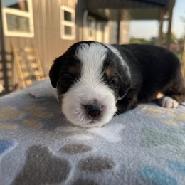 Boy 6 - Black tri male Miniature Australian Shepherd puppy in Arcadia, Indiana from Sunset Cowgirl Mini Aussies