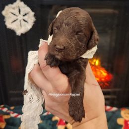 Hazelnut - Chocolate female Goldendoodle puppy in Pennsylvania from Pennsylvanian Puppies