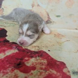 Girl 2 - Lavender female Pomsky puppy in Spring Hill, Florida from www.PuppyTimeEmporium.com