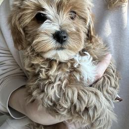 Beige Girl - female Cavapoochon puppy in Clementon, New Jersey from PitterPatterPuppiesNJ
