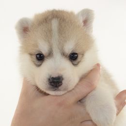 Nacho (Yellow) - Delivery - Gray and white male Siberian Husky puppy in Los Angeles, California from Limitless Huskies