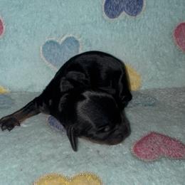 Dachshund Puppies from Dachshund Dad