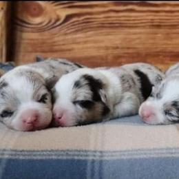 American Corgi Puppies from Diamond Corgis
