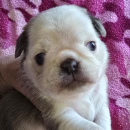 Lilac and White Panda Female - Black female Pug puppy in Kernersville, North Carolina from Royal House of Pugs