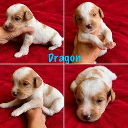 Dragon - Blenheim male Cavapoo puppy in Blanchard, Oklahoma from Curly Q Cavapoos