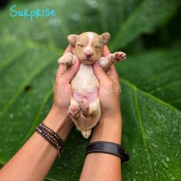 Surprise - Apricot male Aussiedoodle puppy in Centreville, Mississippi from Trin's Designer Doodles
