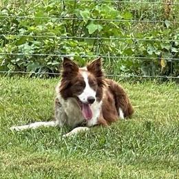 Marley - Border Collie