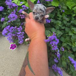 Mabel - Merle female Chihuahua puppy in Amity, Pennsylvania from Baxters Chihuahuas