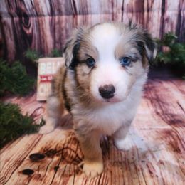 Lurch - Blue merle male Miniature Australian Shepherd puppy in Macomb, Missouri from Faunus Farms and Aussies