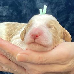 Teal Male - Parti male Goldendoodle puppy in Great Falls, Montana from Montana Goldendoodles