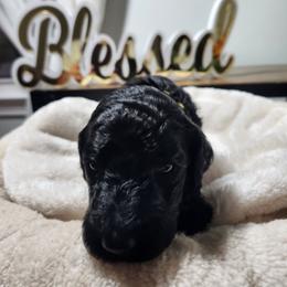 Baer - Black male Poodle puppy in Spartanburg, South Carolina from Taya's Pups