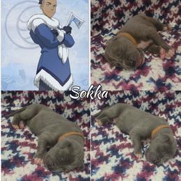 Sokka - Blue male Great Dane puppy in Pollock, Louisiana from Danes Done Right