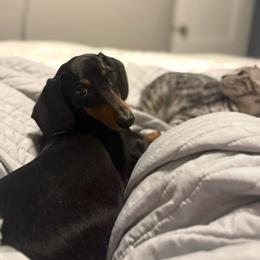 Peppi - Black and tan female Dachshund puppy in Kennewick, Washington from Mini Dachshund Collection