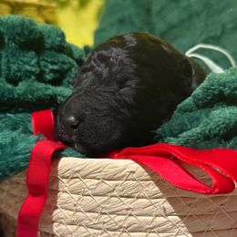 Prancer - Black male Poodle puppy in Richlands, North Carolina from PND Kennel
