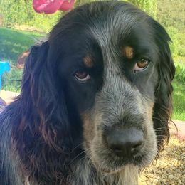 Jazz - English Springer Spaniel