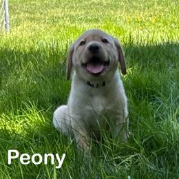 Peony - Yellow female Labrador Retriever puppy in Tigard, Oregon from Morrison Labrador Retreivers